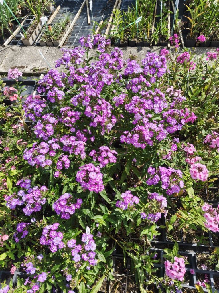 lila Staudenphlox