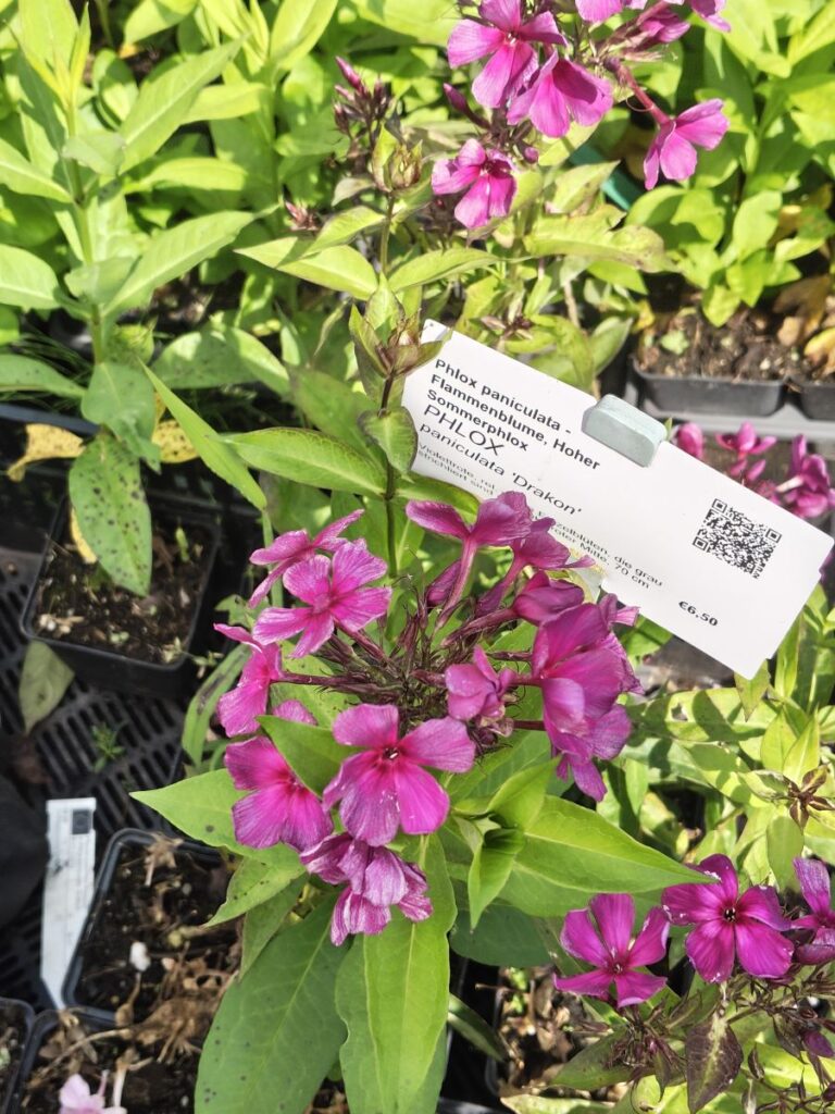 Phlox paniculata Sorte 'Drakon'