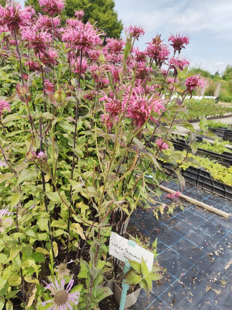 rosarote Monarde, Indianerrnessel