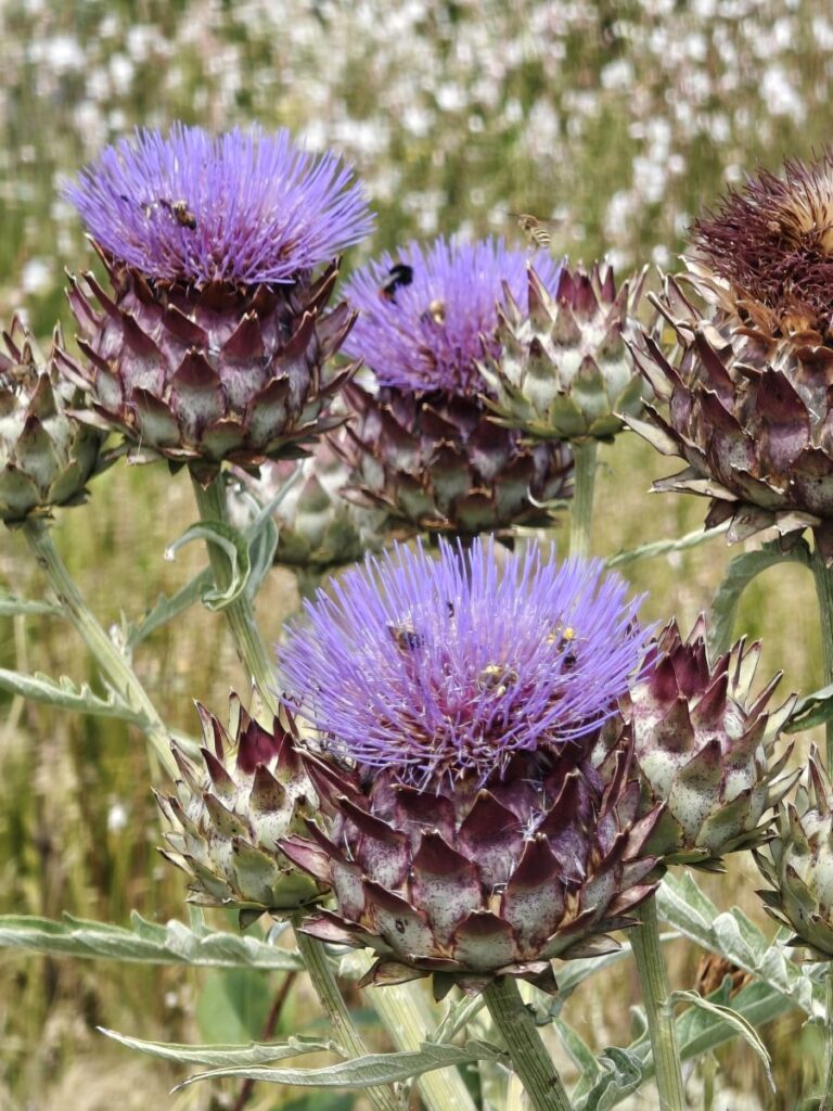 lila Distelblüte als Insektenmagnet