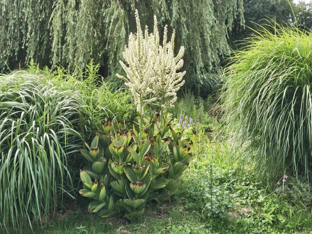 Weißer Germer zwischen Miscanthus-Gräsern