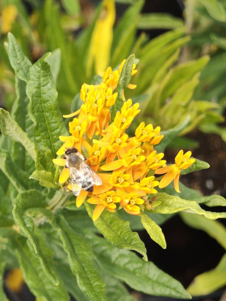 gelbe Blüte mit hungriger Biene