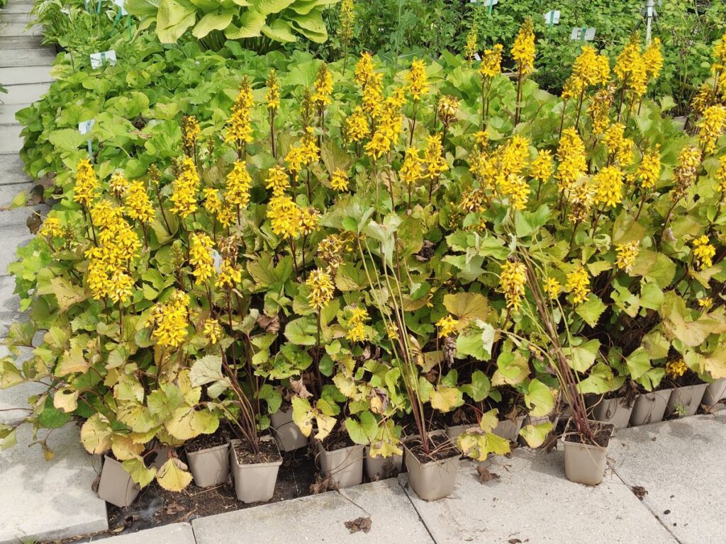 Ligularia-Blüten