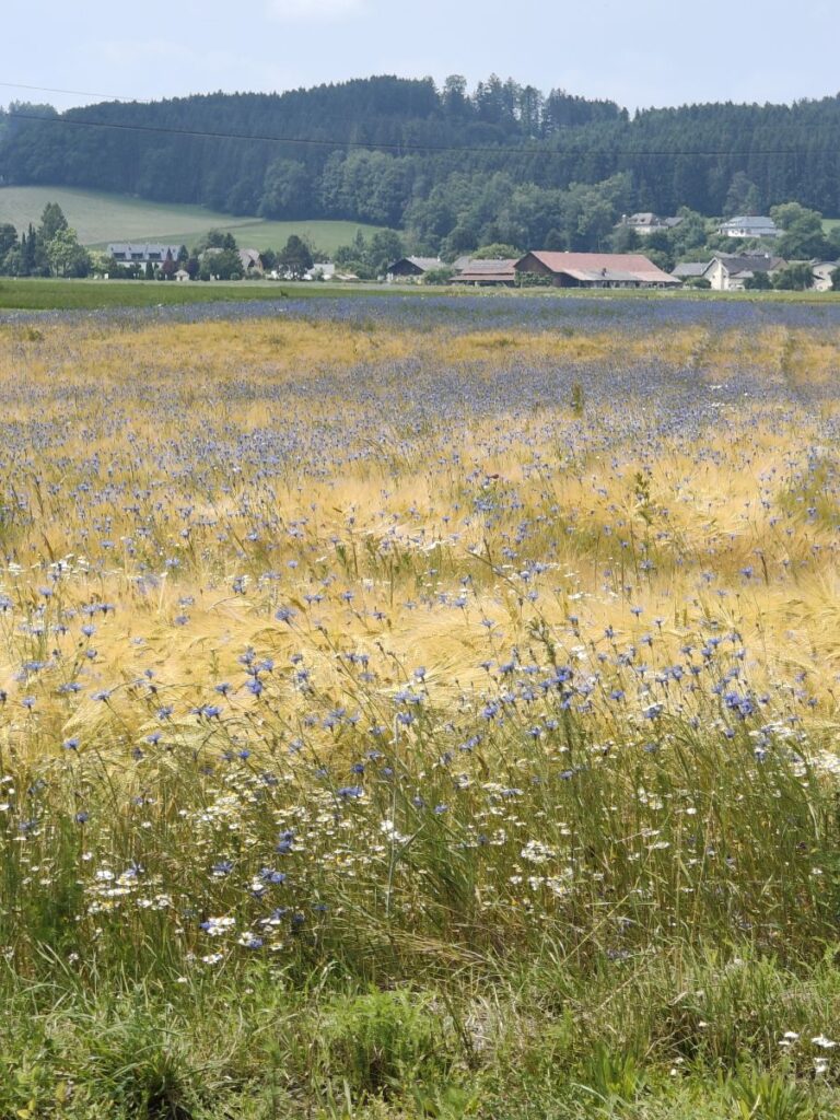 Blaue Kornblumen in einem weiten Getreidefeld