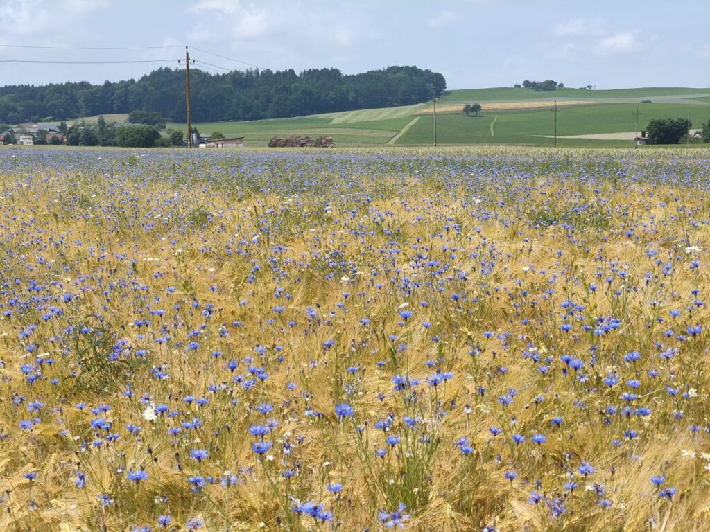 Ein Getreidefeld voll mit blauen Kornblumen