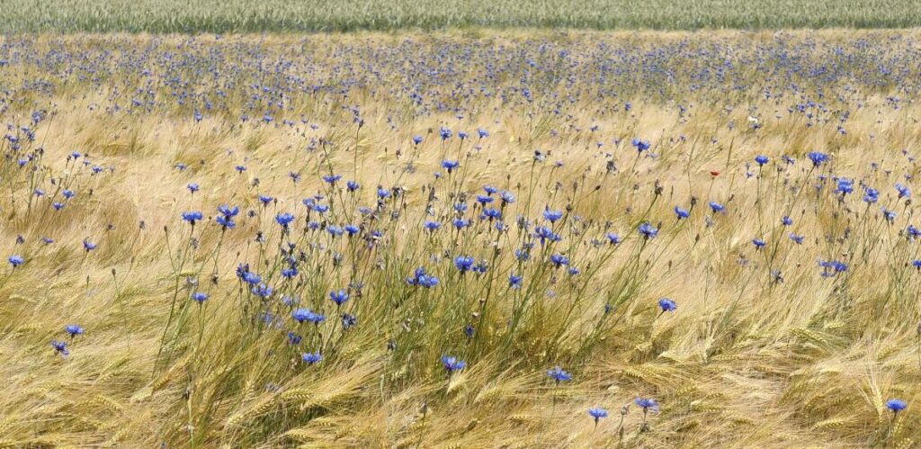Getreidefeld mit Wildblumen