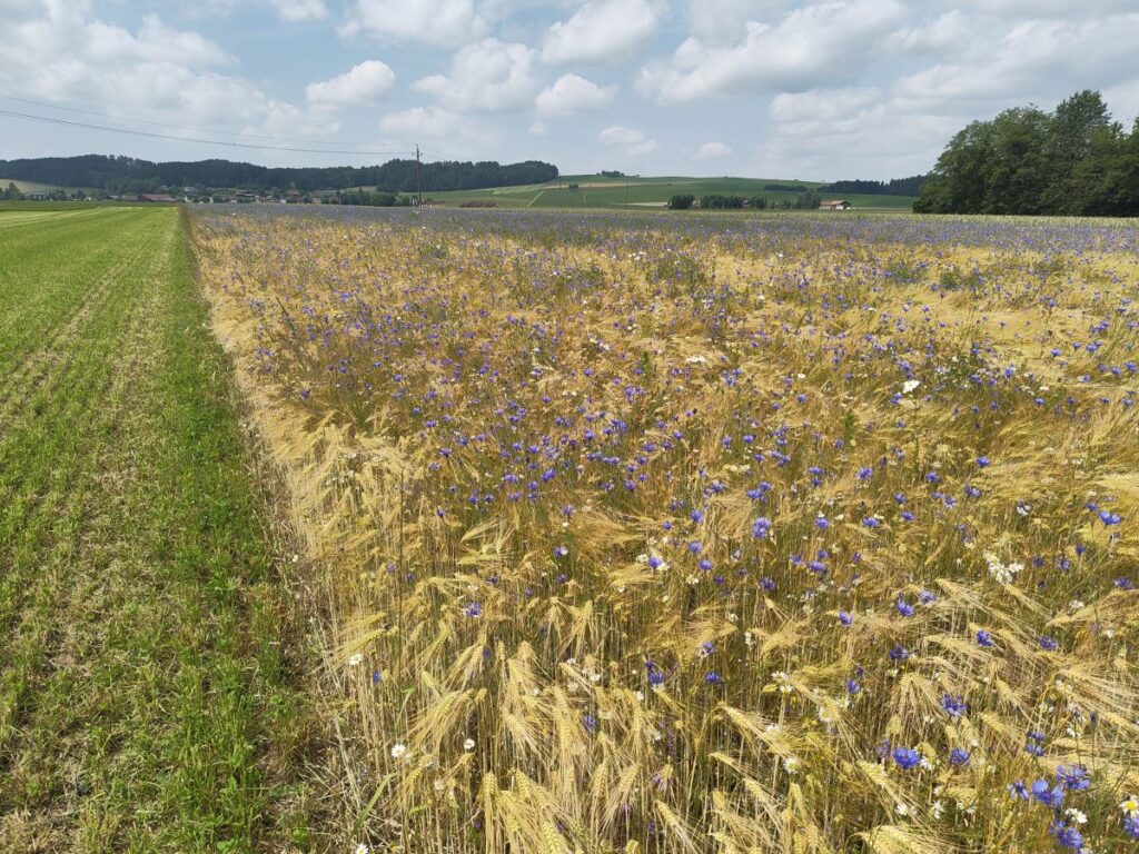 Blaue Kornblumen in einem  Getreidefeld bis zum Horizont