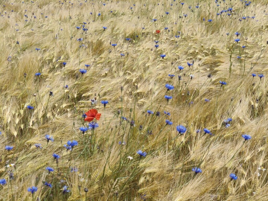 Blaue Kornblumen und roter Klatschmohn im Getreide