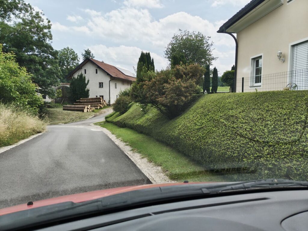 Schnitthecke mit Lonicera nitida