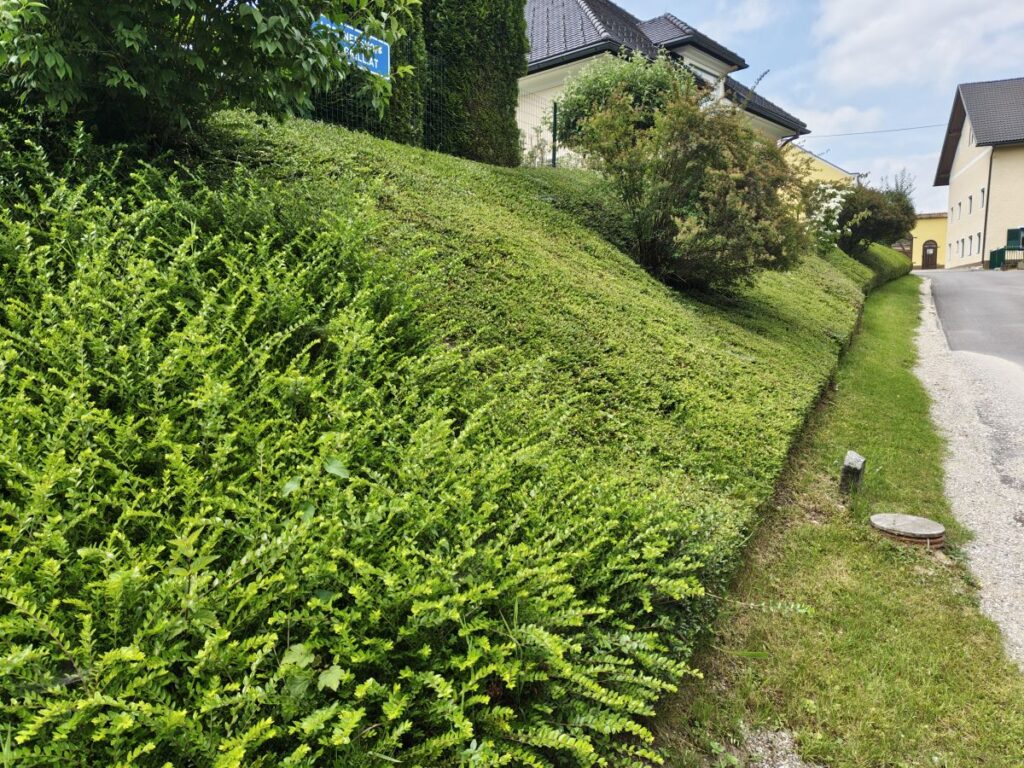 Böschungshecke mit Lonicera nitida