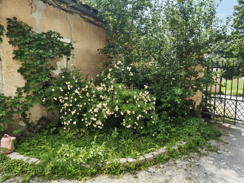 Alter Rosenstock beim Eingang zum  Schloss Pfaffstätt