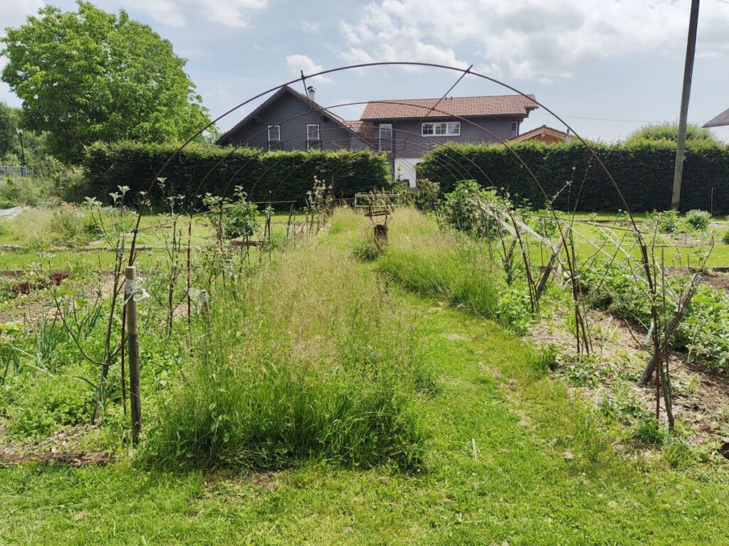 Rankgerüst für Brombeeren