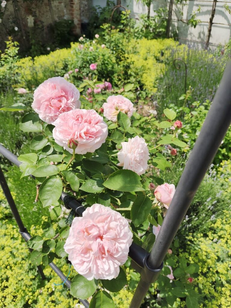 Duftrose im Rosengarten von Schloss Pfaffstätt