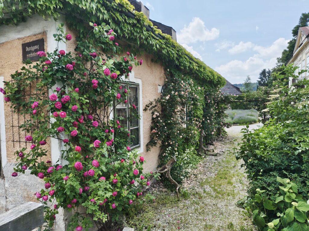 Die Rosen einer 
Rosenzüchterin