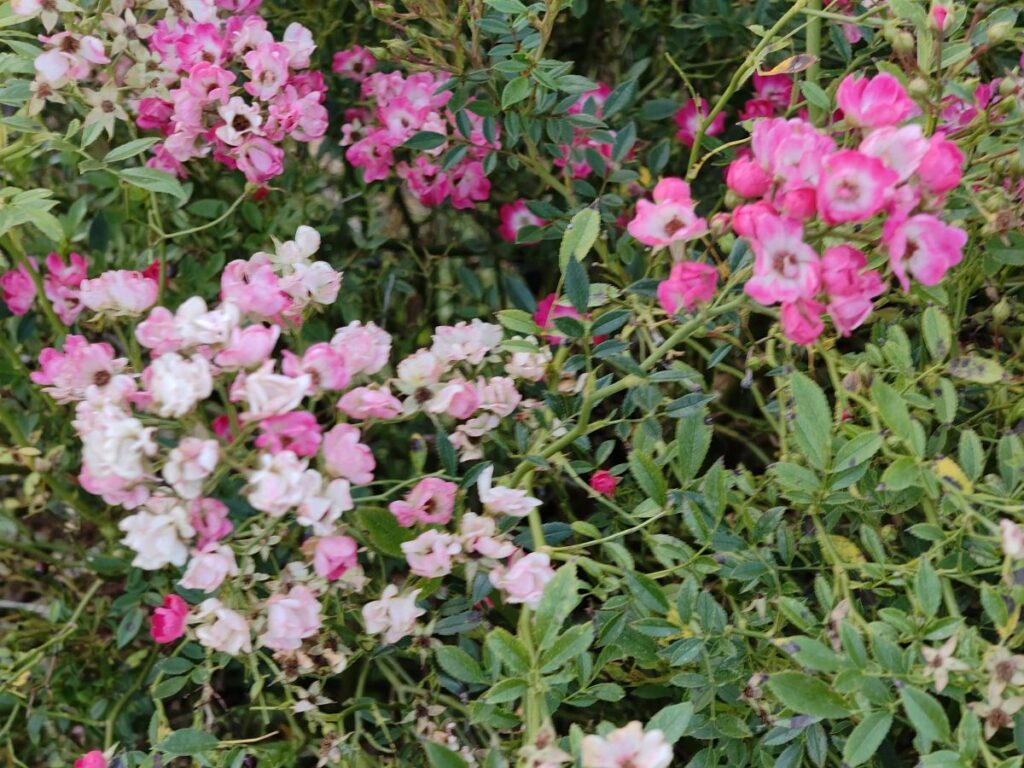 Rosenblüten von weiß bis dunkelrosa