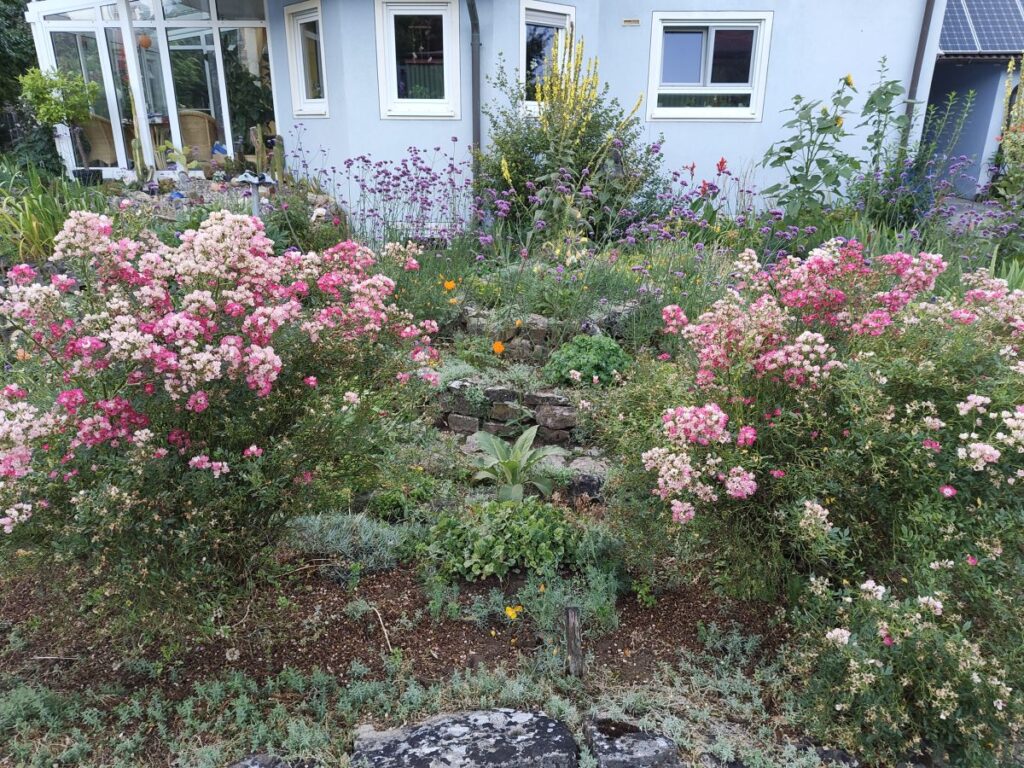 Eine interessante Rosensorte, die da Ende Juli blüht