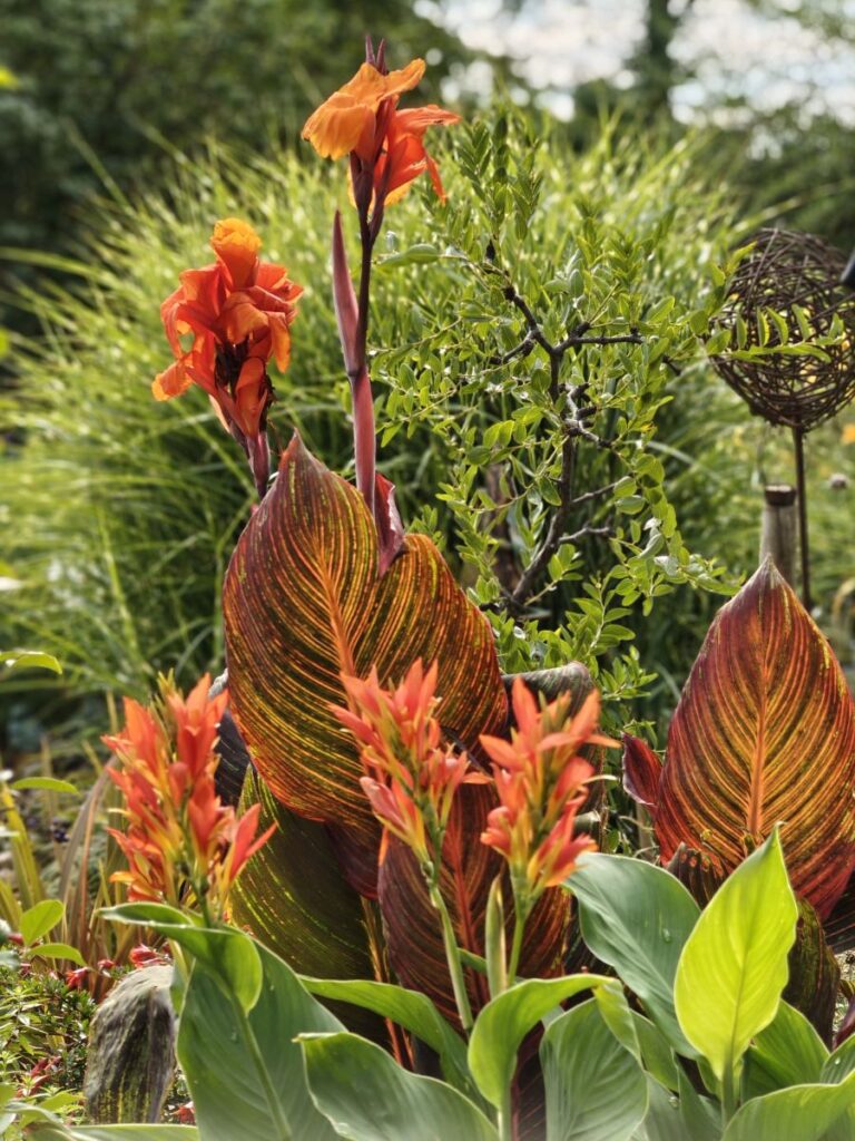 sehr attraktive orange blühende Canna mit rotbunten Blättern