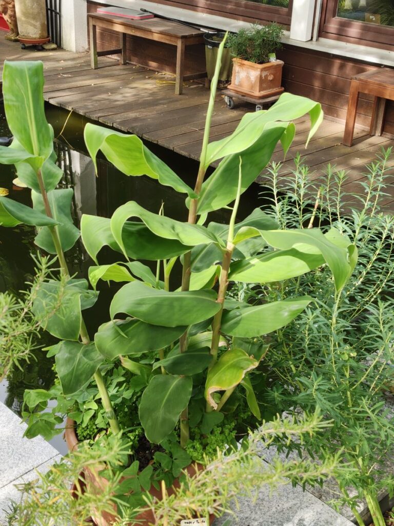 Hedychium Zieringwer, ältere Pflanze