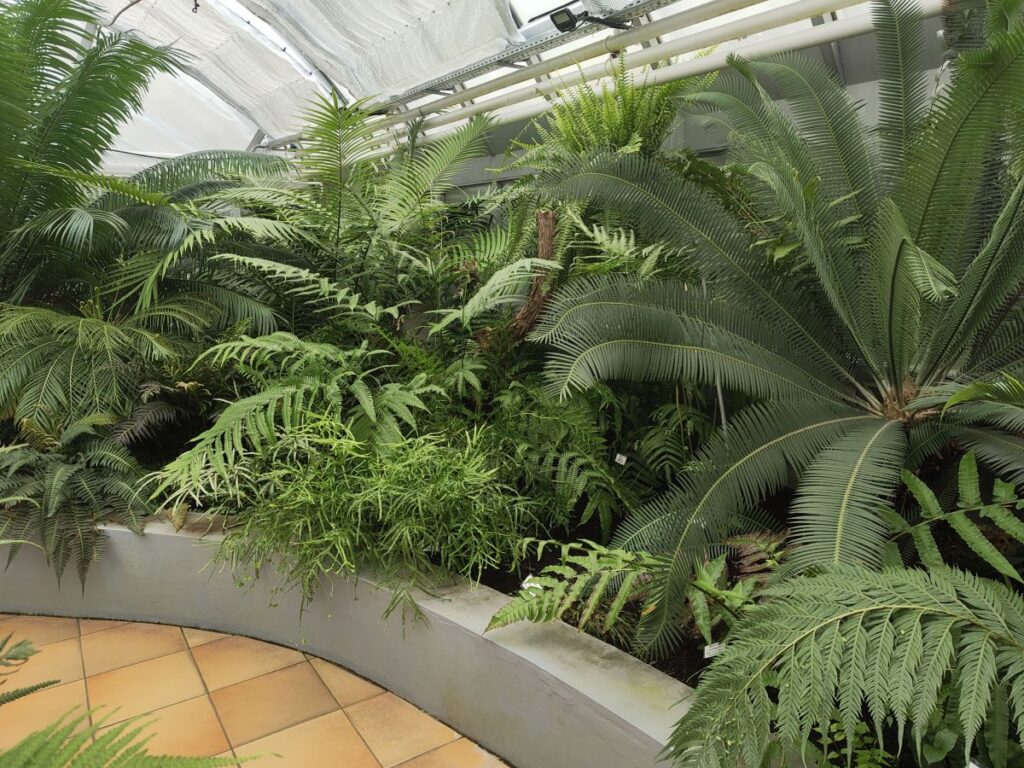 Tropisches Farnhaus