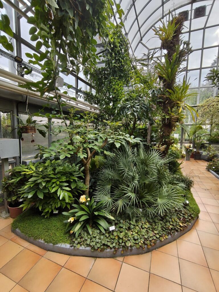 im hohen Tropenhaus