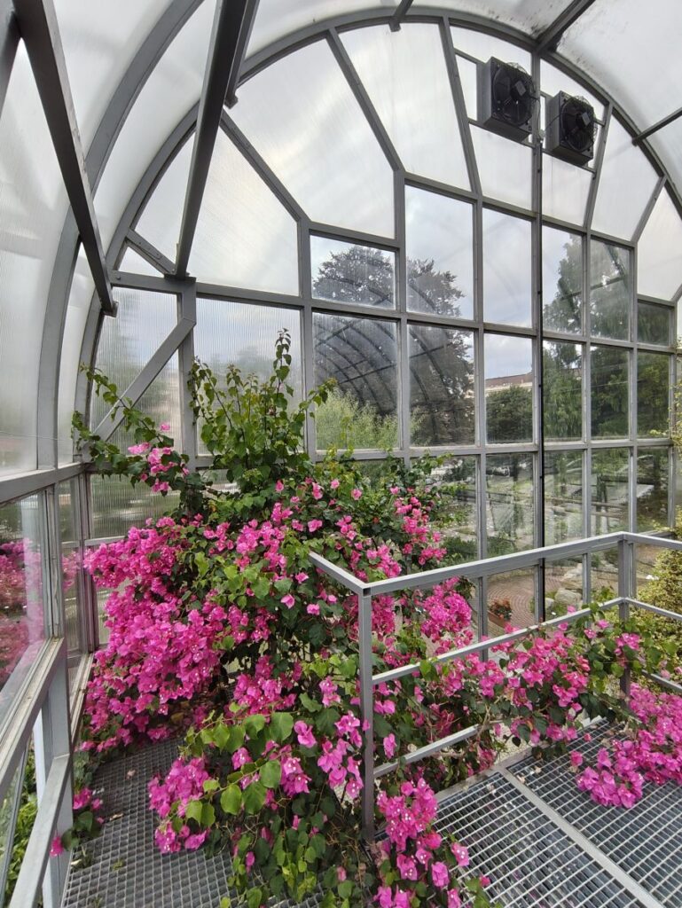 rosa Bougainvillea (Naturform, kein Cultivar)