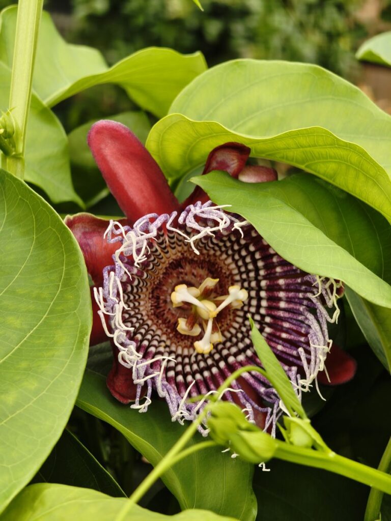 Blüte einer (Roten) Passionsblume