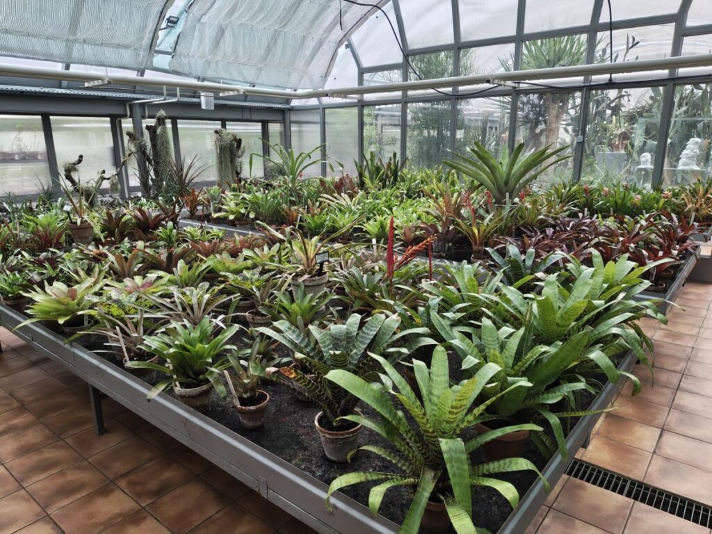 Bromeliensammlung