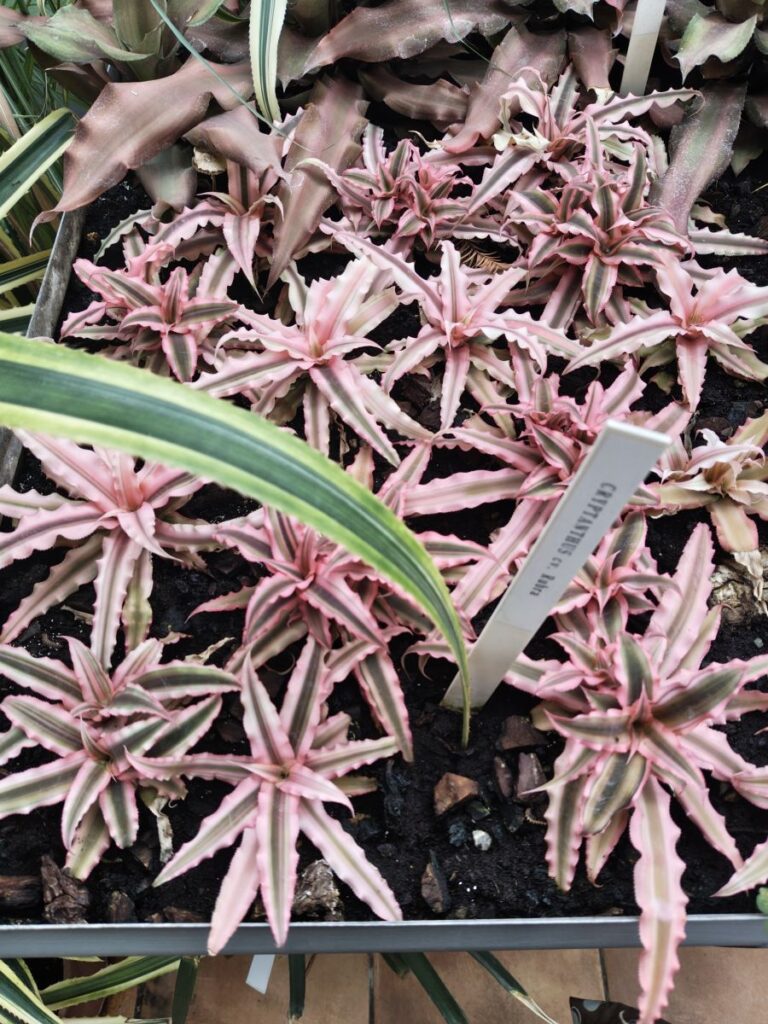 Bromelien