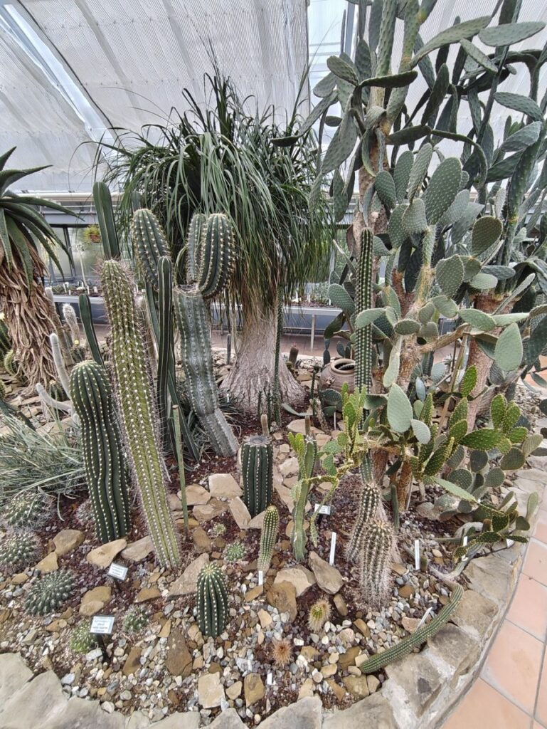 Kalanchoe