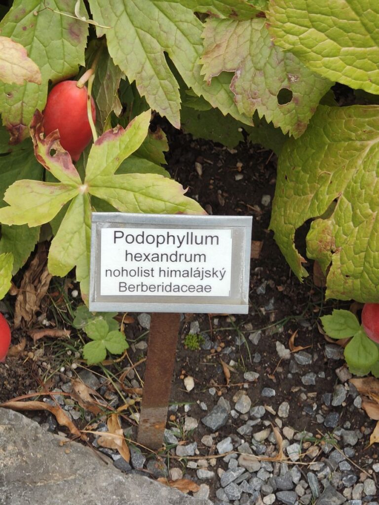 Podophyllum hexandrum Maiapfel