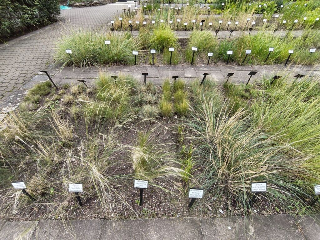 Gräsersammlung
