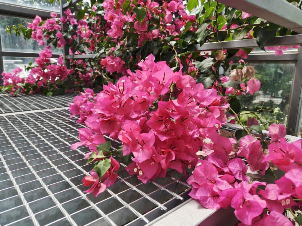 rosa Bougainvillea (Naturform, kein Cultivar)