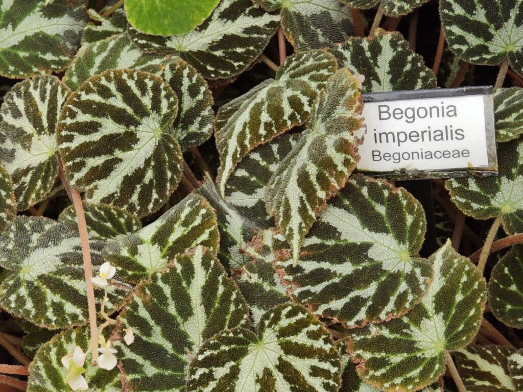 Begonia imperralis