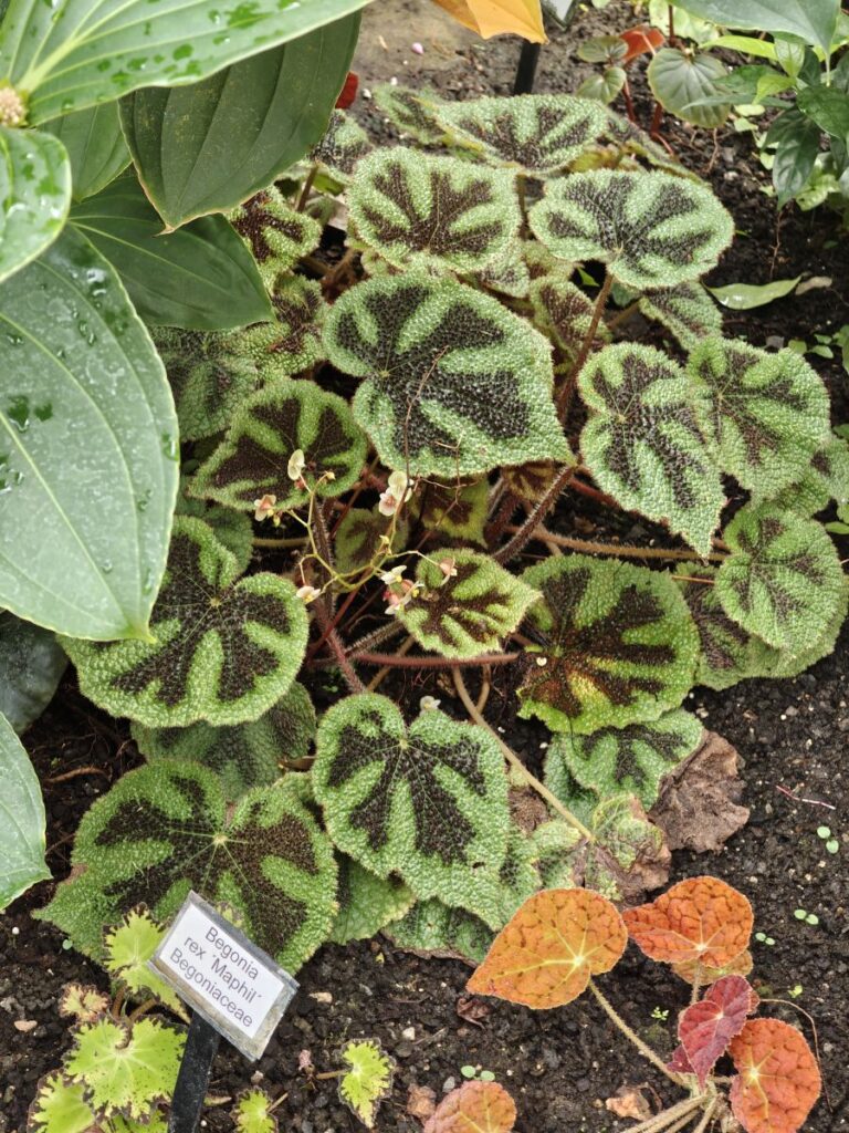 Blattschmuckbegonie, Megonia rex 'Maphil'