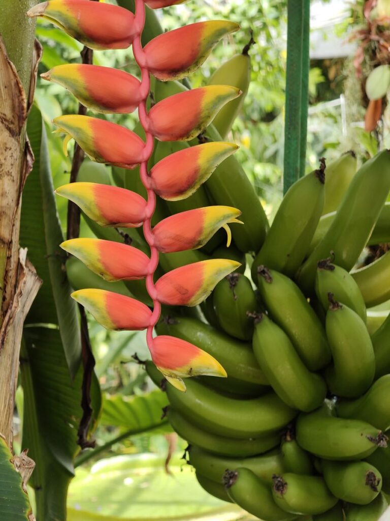 Heliconienblüte neben dem Fruchtstand einer Banane