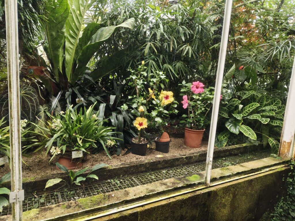 Schaufenster im Glashaus