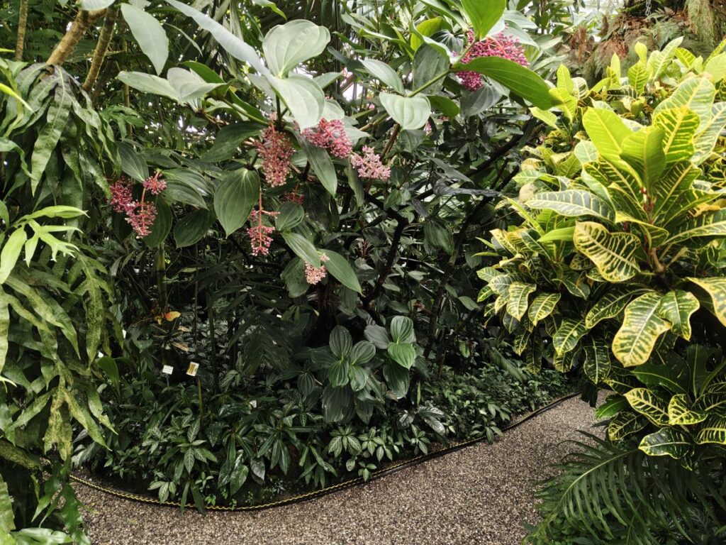 Medinilla