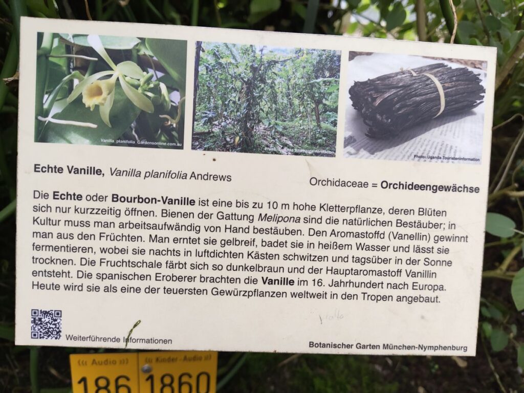 Beschreibung der Vanillegewinnung