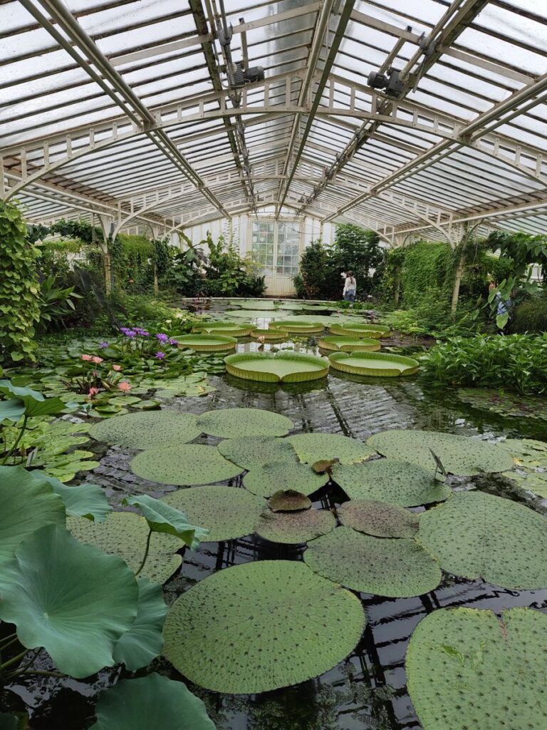 Amazonienhaus