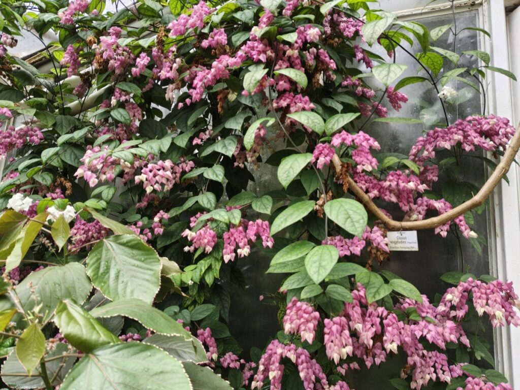 exotische Blüten