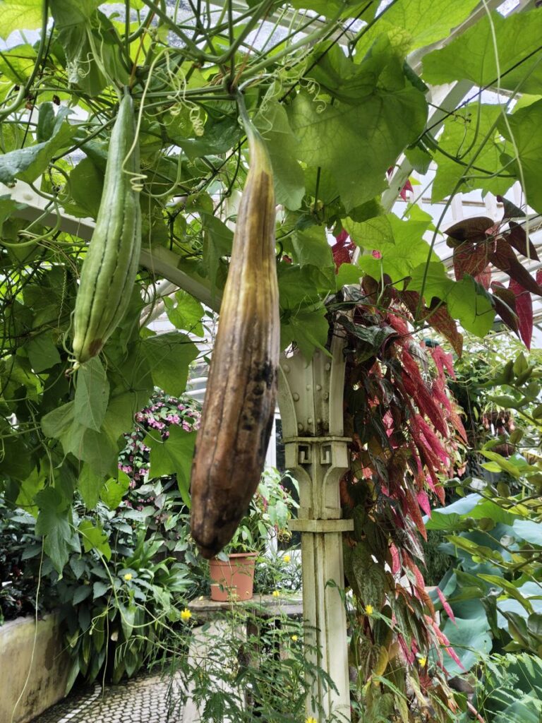 exotische Pflanze, blühend, mit Früchten