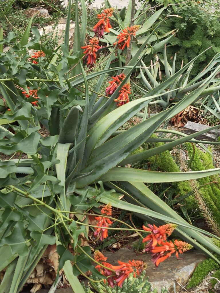 Aloe oder Erythrina crista-galli