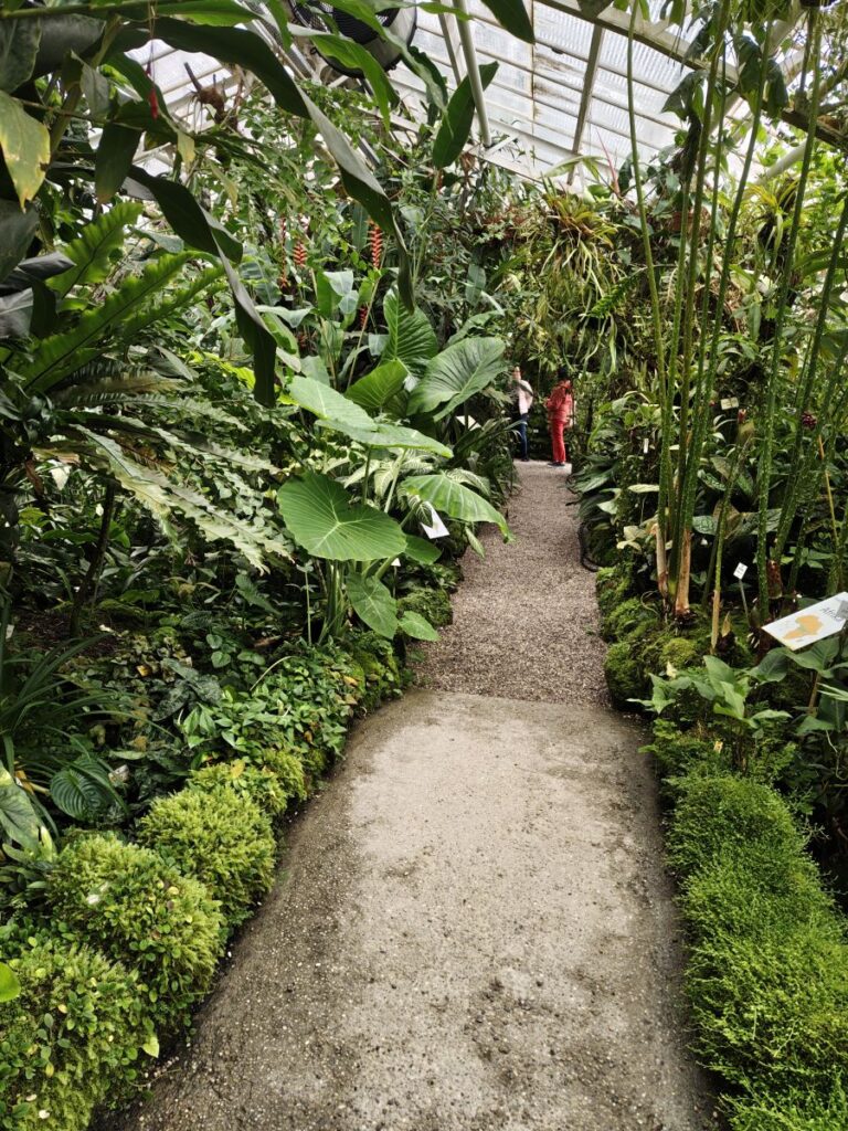 Weg im  Tropenhaus