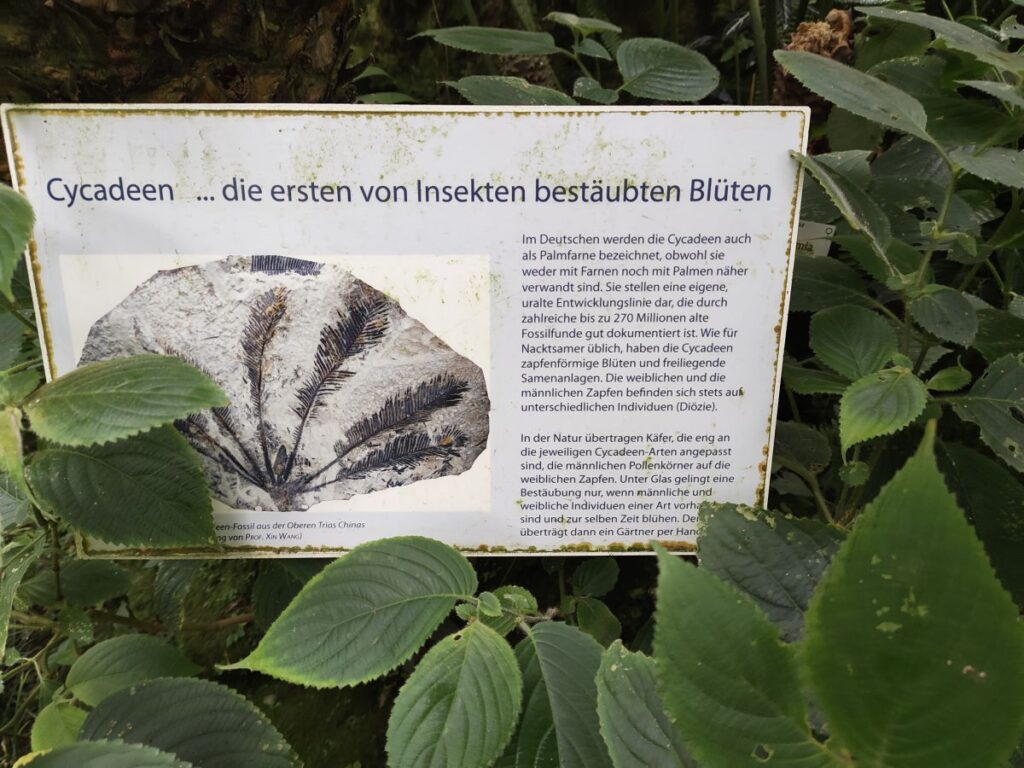 Hinweistafel zu Cycadeen