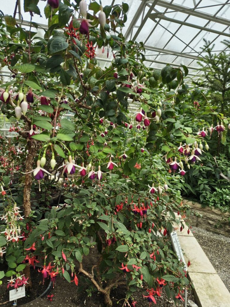Tropische Fuchsien