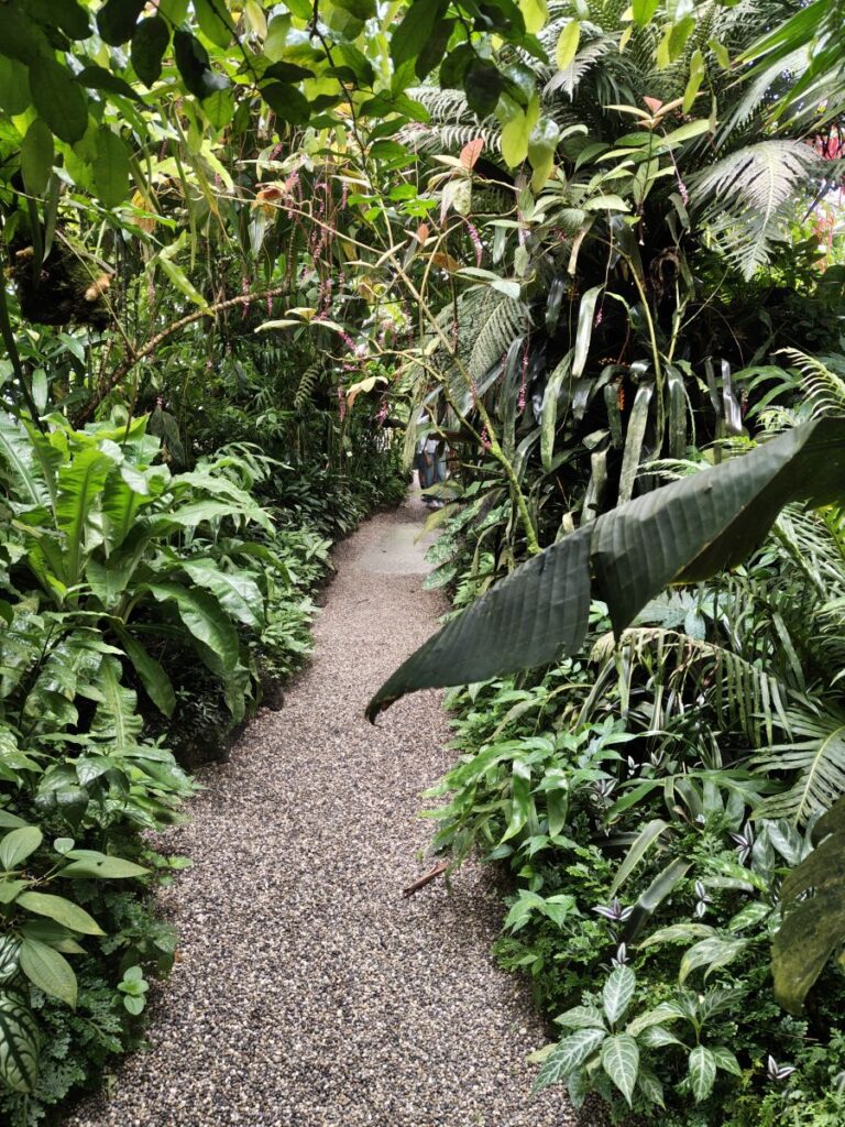 Weg im Tropenhaus