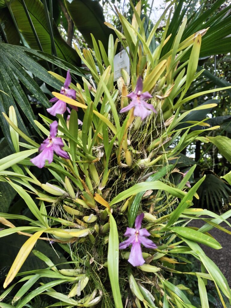 Blühende Orchidee