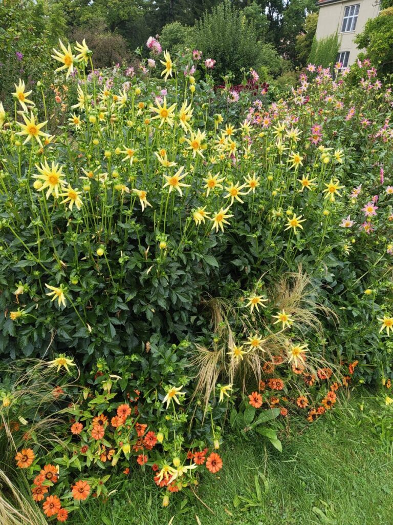 Dahliensammlung im 
Botanischen Garten München