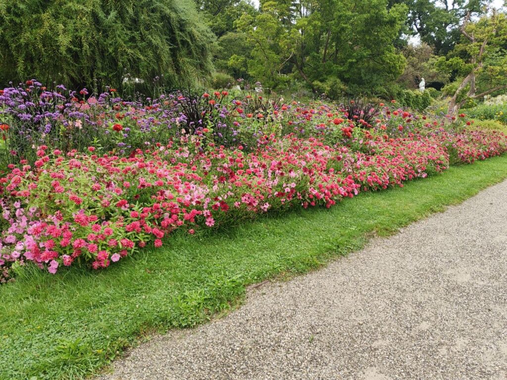 Dahliensammlung im 
Botanischen Garten München