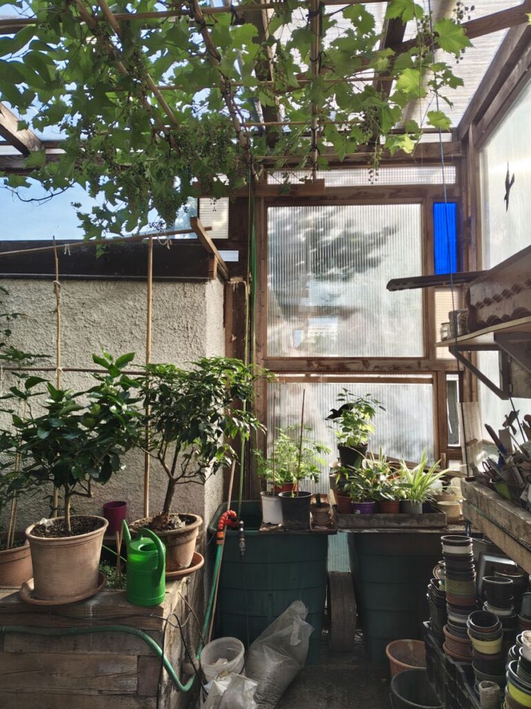 selbstgebautes Glashaus mit Zitruspflanzen